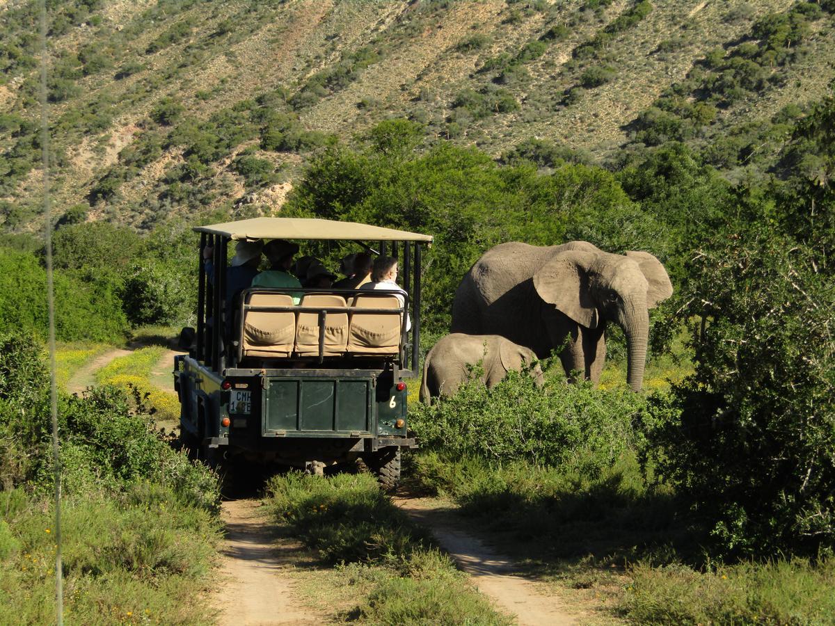 Leeuwenbosch Country House - Amakhala Game Reserve Zewnętrze zdjęcie