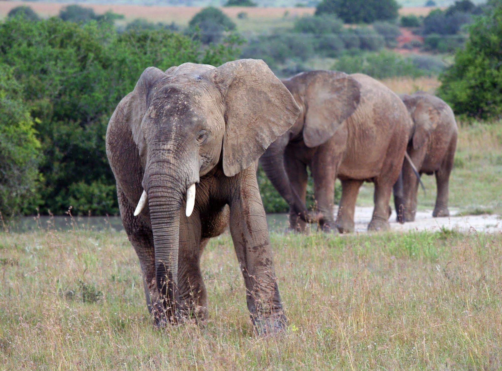 Leeuwenbosch Country House - Amakhala Game Reserve Zewnętrze zdjęcie