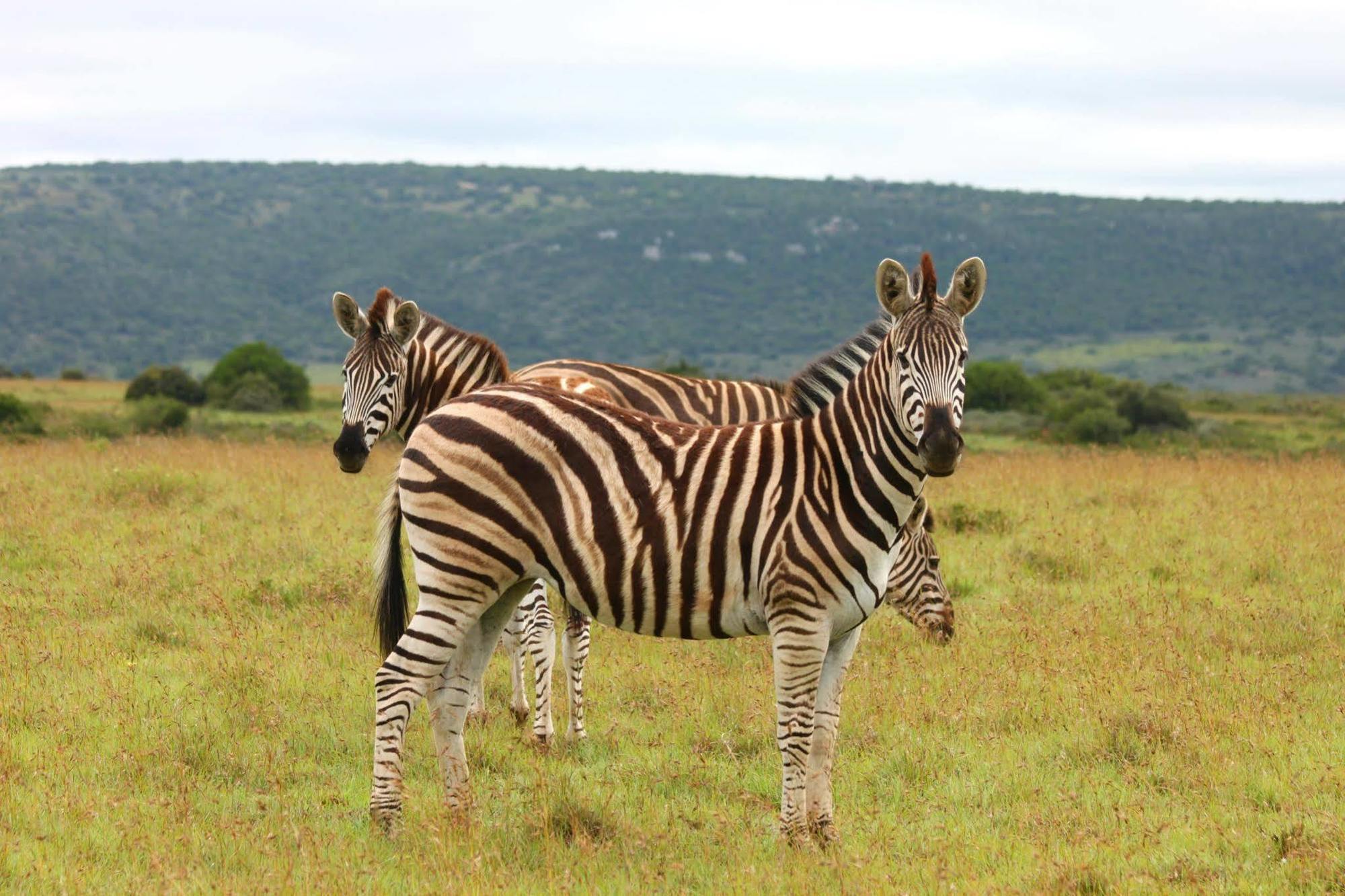 Leeuwenbosch Country House - Amakhala Game Reserve Zewnętrze zdjęcie