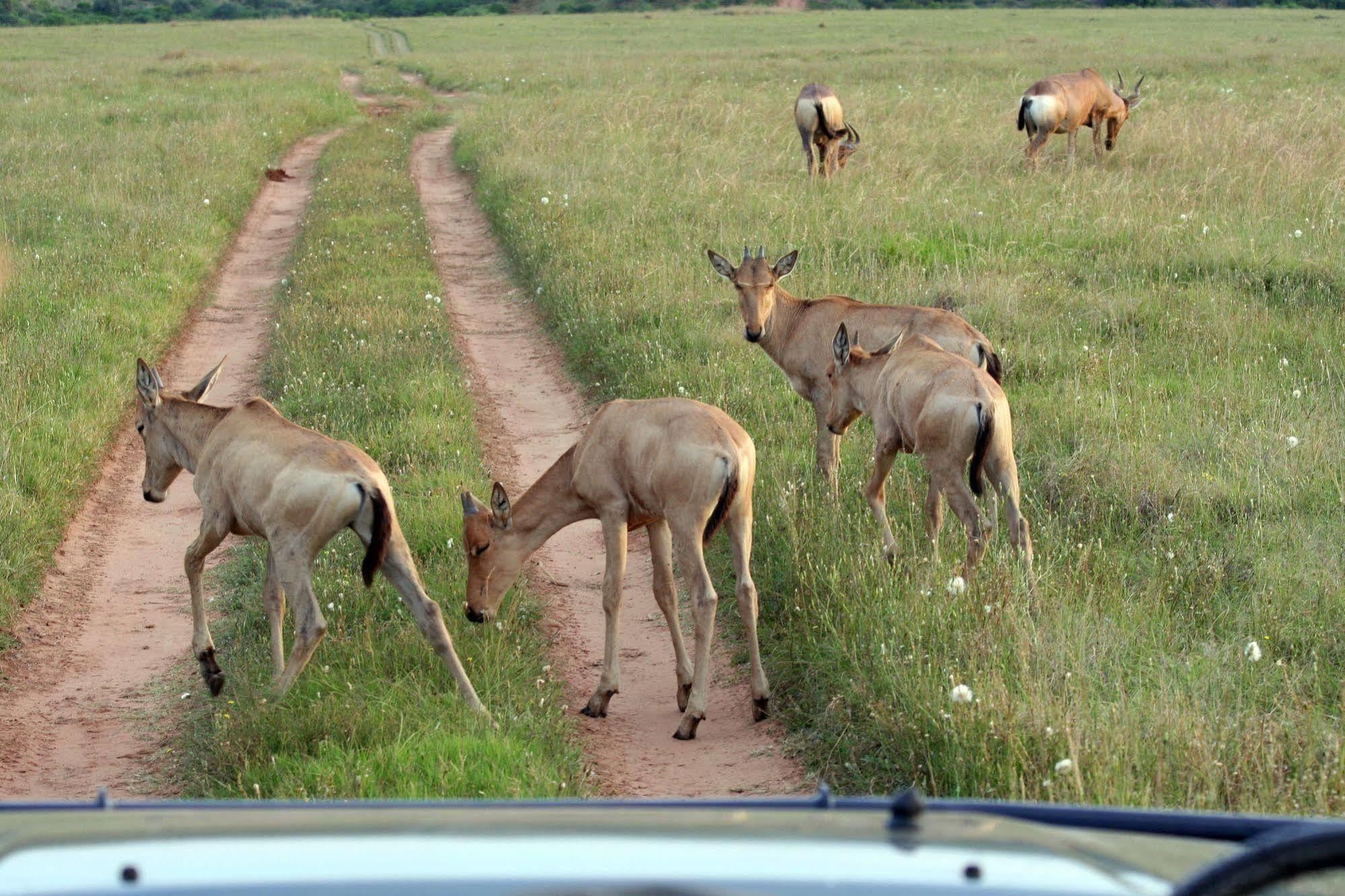 Leeuwenbosch Country House - Amakhala Game Reserve Zewnętrze zdjęcie
