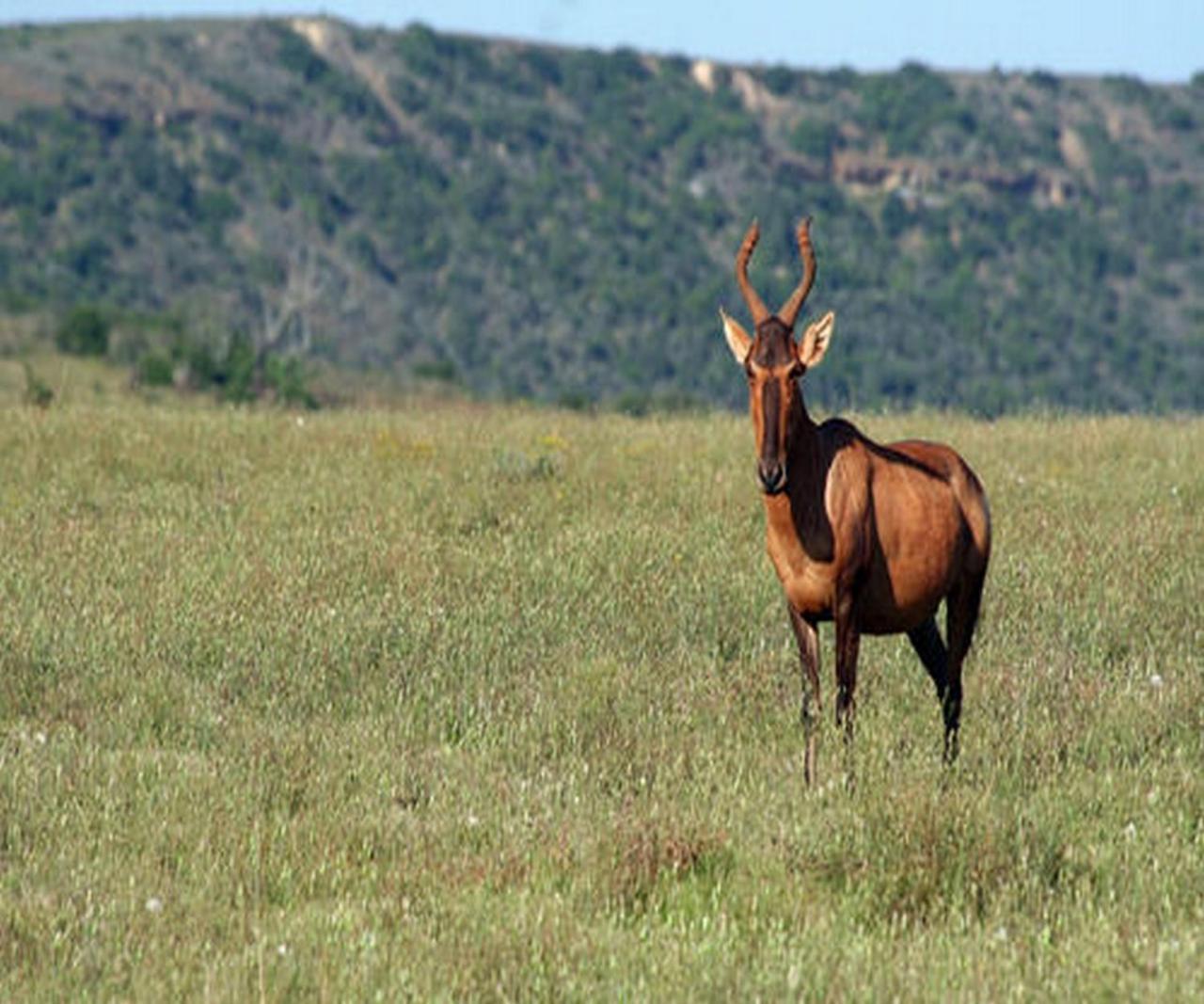 Leeuwenbosch Country House - Amakhala Game Reserve Zewnętrze zdjęcie