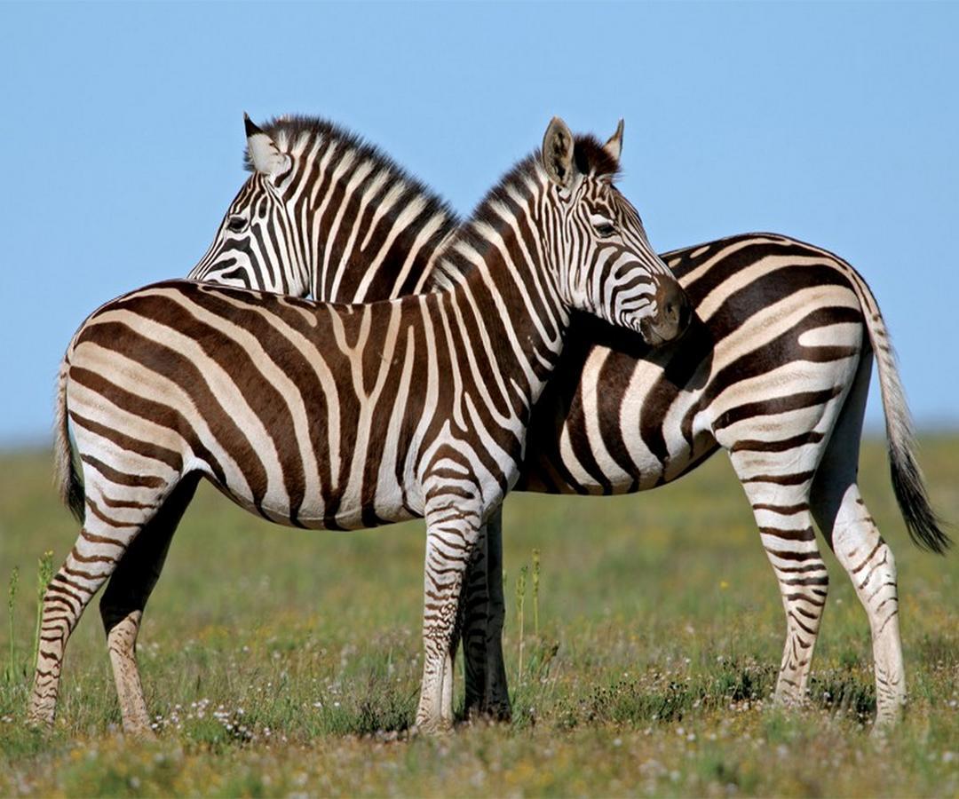 Leeuwenbosch Country House - Amakhala Game Reserve Zewnętrze zdjęcie